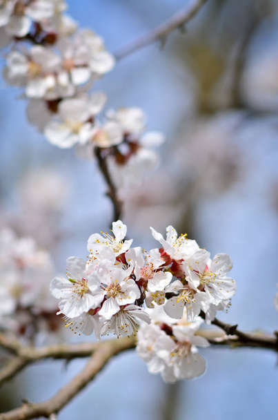 Close up de galho árvore de cereja florescendo na primavera com fundo borrado
 - Foto, Imagem