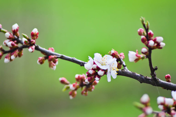 Zbliżenie kwitnącej gałązki moreli wiosną z rozmytym tłem - Zdjęcie, obraz