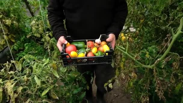 Farmers Market: Farmers hands holding a vegetable Harvest agricultural industry concept. Organic farm - Felvétel, videó
