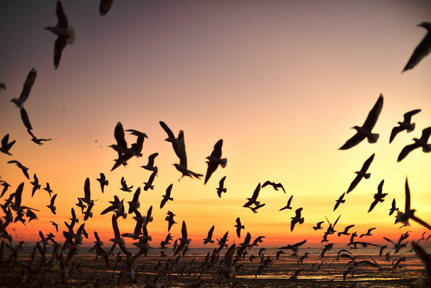 Egy csoport sirály repül a tenger színes égboltján alkonyat előtt. - Fotó, kép