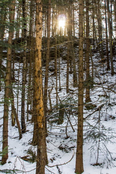 Winter coniferous mountain forest in the Carpathians near the village of Yaremche. Ukraine - Фото, изображение