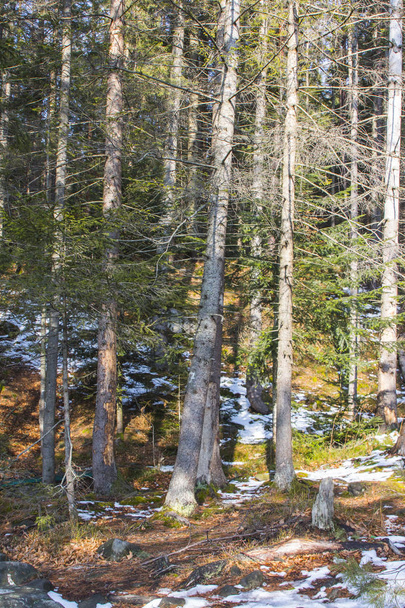 Floresta de montanha conífera de inverno nos Cárpatos perto da aldeia de Yaremche. Ucrânia
 - Foto, Imagem