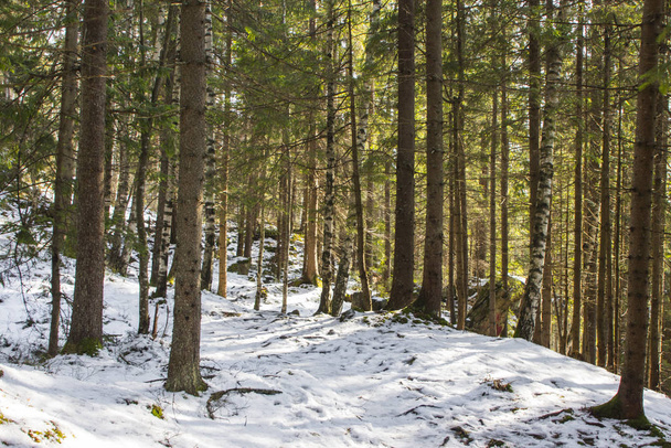 Trail in the winter coniferous forest near the Carpathian village Yaremche. Ukraine - Fotografie, Obrázek