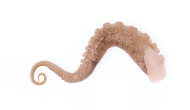 tentáculos de calamar bebé aislado sobre fondo blanco - Foto, Imagen