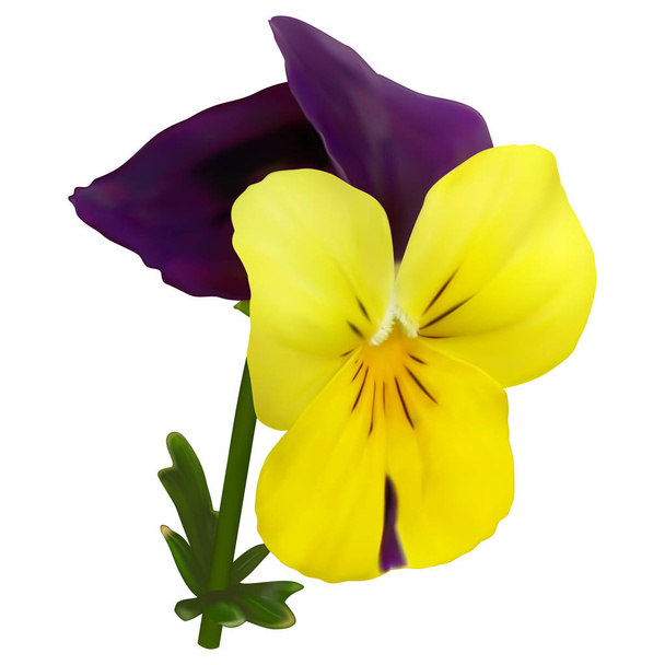 Geel-paarse viola bloem met een blad, gaas - Vector, afbeelding