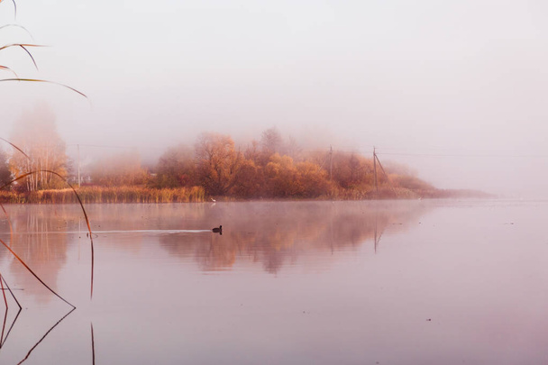 Uma manhã maravilhosa na margem do lago em uma névoa de nevoeiro. Reflexão de árvores na superfície da água
. - Foto, Imagem