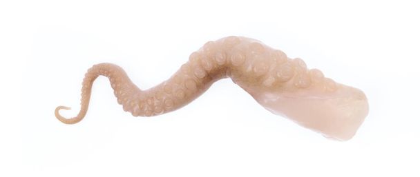 tentakels van baby inktvis geïsoleerd op witte achtergrond - Foto, afbeelding