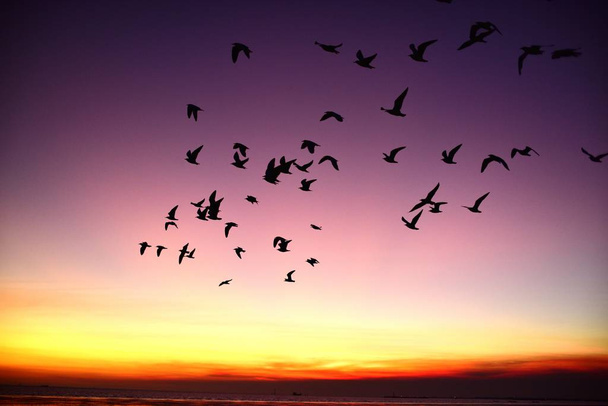 Группа чаек, летящих в красочном небе моря перед закатом
 - Фото, изображение