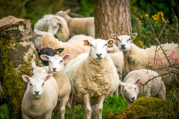 Białe owce domowe w Irlandii Północnej - Zdjęcie, obraz