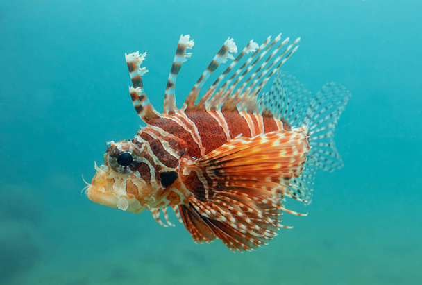 Vue rapprochée d'un lionfish rouge juvénile (Pterois volitans
) - Photo, image