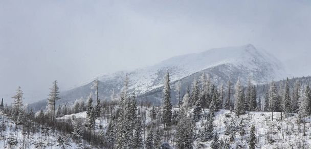 paesaggio invernale vista panoramica pineta e montagna nella nebbia nevosa tempo in ambiente Tatra Slovacchia
 - Foto, immagini