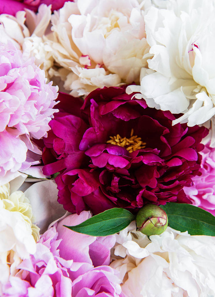 Peony flowers as a background - Photo, Image