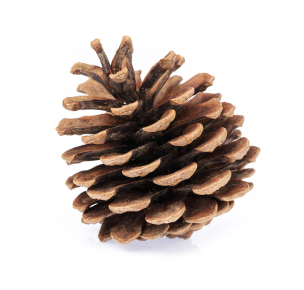 Pinecone isolated on white background - Foto, imagen