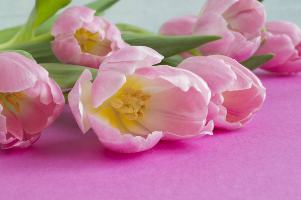 Spring flowers. Pink blooming tulips close up. - Fotó, kép