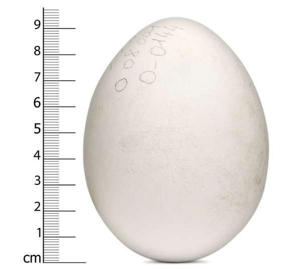 Egg of Griffon Vulture with measurements, Gyps fulvus, in front  - Photo, Image