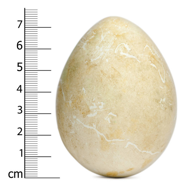 Huevo de pingüino africano con medidas, Spheniscus demersus, i
 - Foto, Imagen