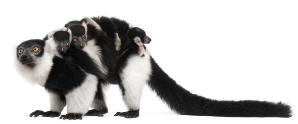 Matka i dziecko Lemury czarno-białe, Varecia variegata - Zdjęcie, obraz