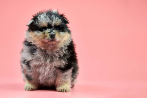 Pomeranian Spitz štěně na růžovém pozadí - Fotografie, Obrázek