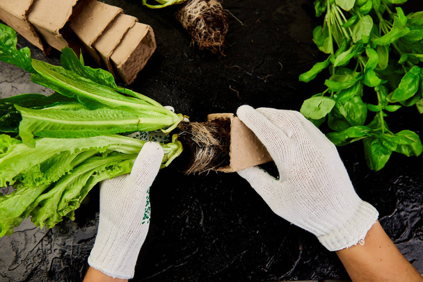 Handen van tuinier zet groeners in turf container met bodem, het planten van een plant met tuingereedschap. Tuinieren of aanplant concept. Werken in de voorjaarstuin zwarte tafel. Vlakke lay, bovenaanzicht - Foto, afbeelding