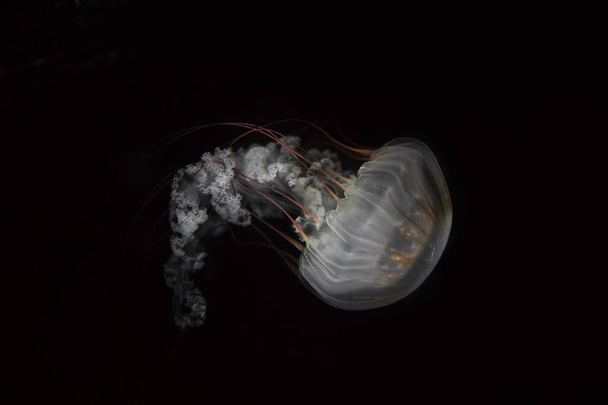 Medusas Natação, conceito de selvageria
 - Foto, Imagem