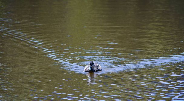 Pato nadando na água
 - Foto, Imagem