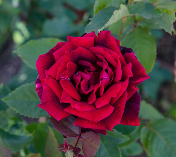 Rosso scarlatto Christian Dior Rose Varietal
 - Foto, immagini