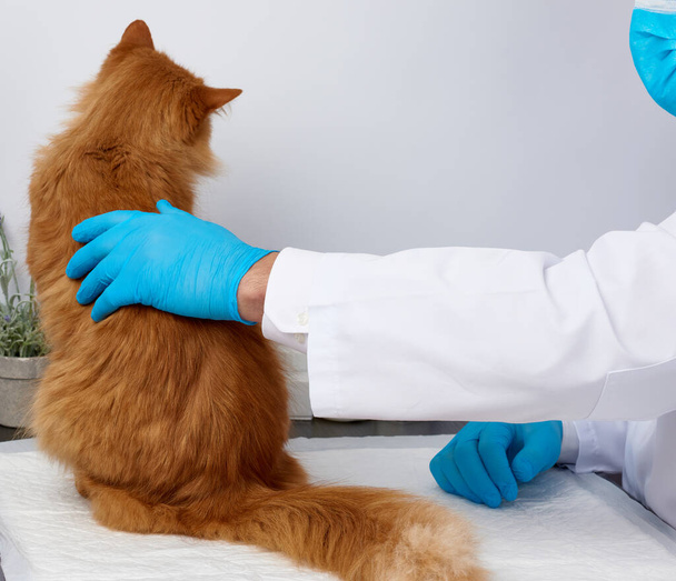 veterinarian man in a white medical coat and blue sterile gloves - Photo, Image