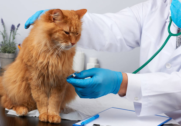 veterinář muž v bílém lékařském kabátu a modrých sterilních rukavicích - Fotografie, Obrázek