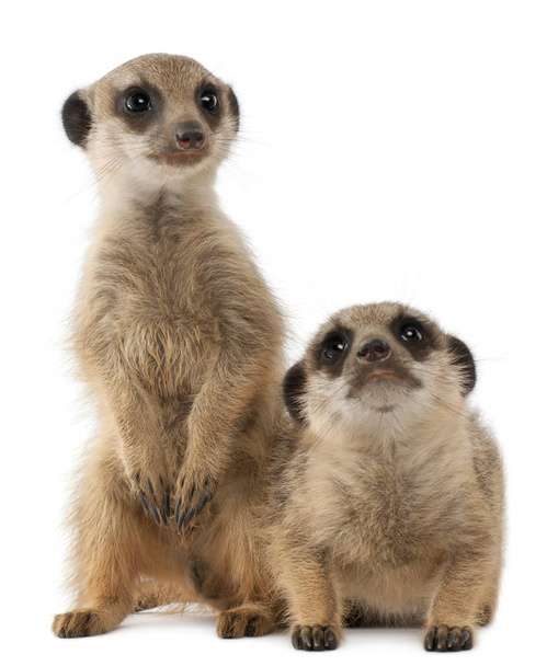 Meerkat ou Suricate, Suricata suricatta, mãe e seu bebê, em
 - Foto, Imagem