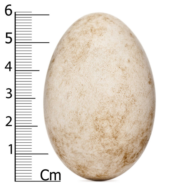 Яйце Мадагаскару Ібіс також відоме як Мадагаскар Крістед Ібіс. - Фото, зображення
