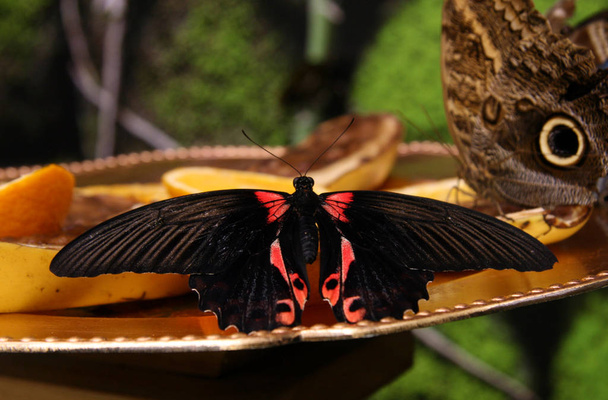 Een grote, mooie vlinder eet vruchtennectar. Vlinder met zwarte vleugels en rood patroon. Open vleugels van een vlinder. Sluit maar af. Inzameling. - Foto, afbeelding