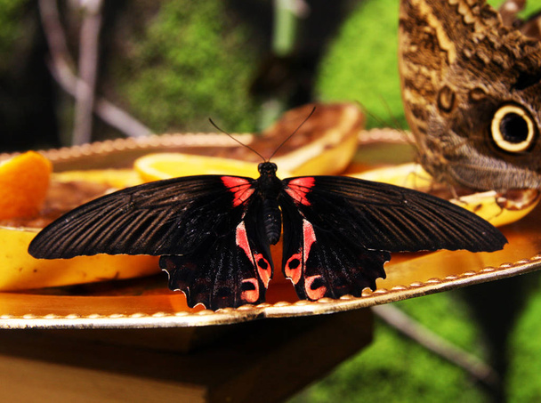 Een grote, mooie vlinder eet de nectar van fruit. Vlinder met zwarte vleugels en rood patroon. Open vleugels van een vlinder. Sluit maar af. Inzameling. - Foto, afbeelding
