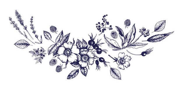 Graphic composition with botanical sketches.Flowers, buds, fruits, leaves, branches. Vector illustration. Manual graphics. - Vetor, Imagem