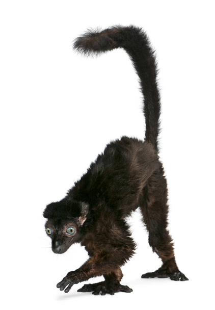 Male Blue-eyed Black Lemur, Eulemur flavifrons, 14 years old, in - Photo, Image
