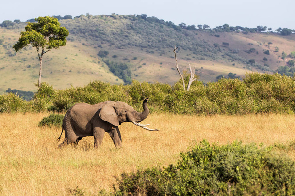 Olifant stier wandelen in het Masai Mara Natuurreservaat in Kenia - Foto, afbeelding