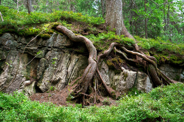 a gyökerek egy öreg fa és a zöld aljnövényzet - Fotó, kép