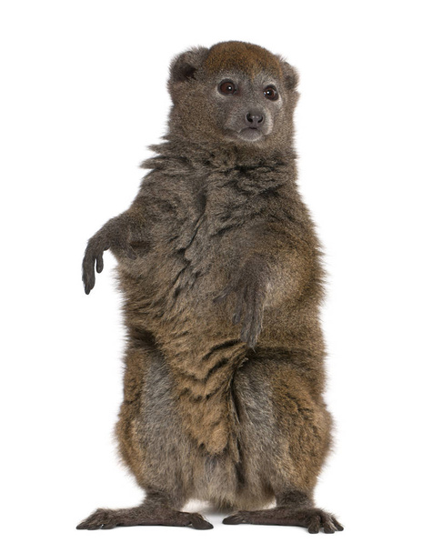 Lac Alaotra bamboo lemur, Hapalemur alaotrensis, 11 let, s - Fotografie, Obrázek