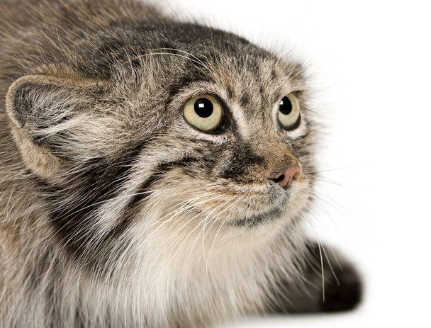Pallas 's cat, Otocolobus manul, 11 años, delante del blanco
  - Foto, imagen
