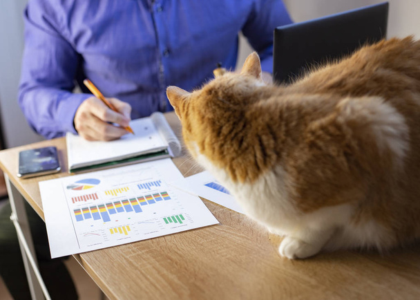 Man working in office with a cat, finance, business, entrepreneur. - Foto, Bild