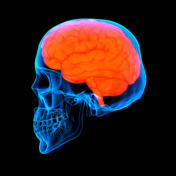 ανθρώπινη κόκκινο x ray - πλάγια όψη του εγκεφάλου - Φωτογραφία, εικόνα