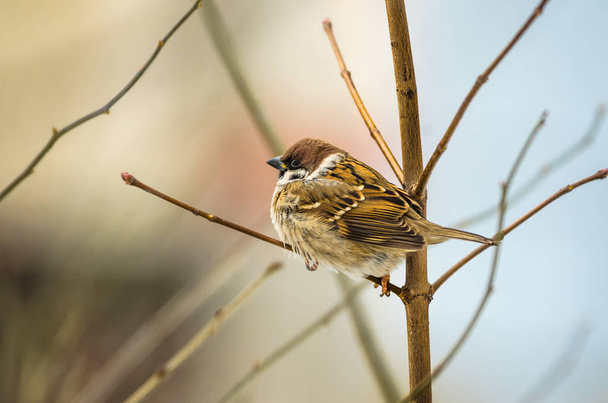 Beautiful little sparrow sitting on a nice soft background with empty space - Photo, Image