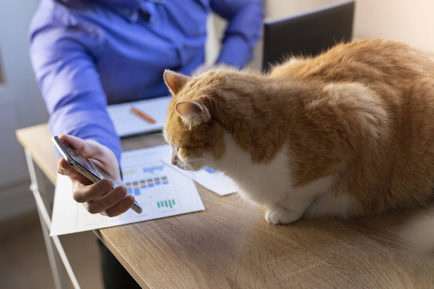 Man working in office with a cat, finance, business, entrepreneur. - Foto, immagini