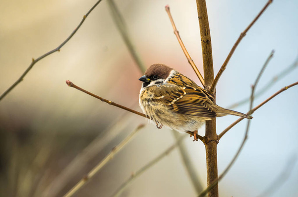 Beautiful little sparrow sitting on a nice soft background with empty space - Photo, Image