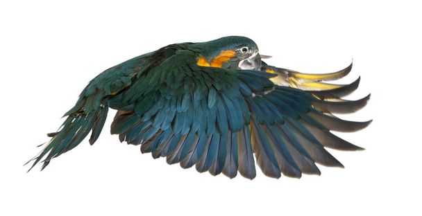 Blue-throated Macaw, Ara glaucogularis, 4 months old, flying in  - Photo, Image