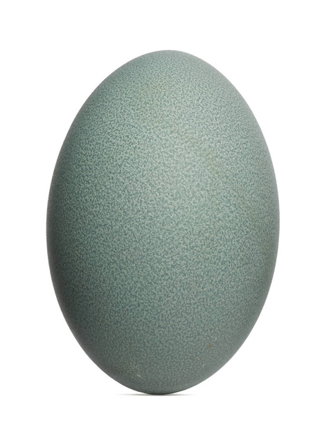 Eieren van Zuid-Cassowary ook wel bekend als dubbelwaterige Cassowary - Foto, afbeelding