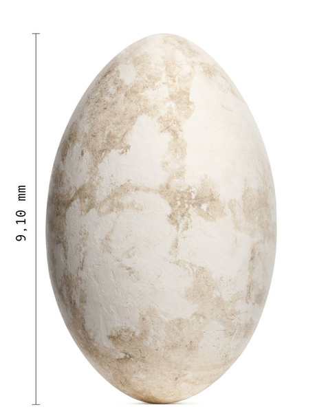 Huevo de Flamenco Mayor, Phoenicopterus roseus, 9.1cm contra blanco
 - Foto, imagen