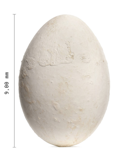 Dalmatian Pelican egg, Pelecanus crispus, 9 cm against white bac - Photo, Image