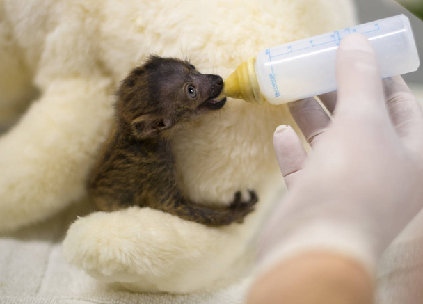 Baby Lemur nero dagli occhi azzurri nutrito in un'unità di terapia intensiva
,  - Foto, immagini