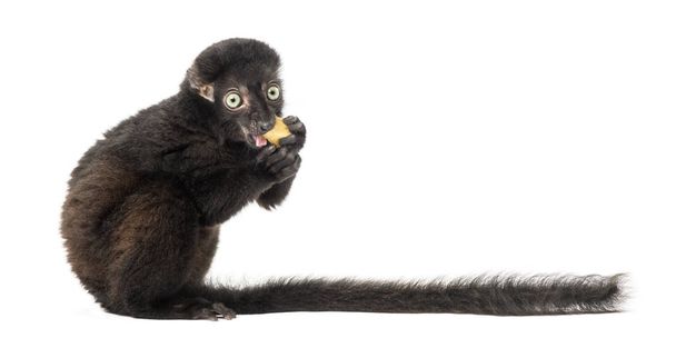 Side view of a Young Blue-eyed black lemur, 3,5 months old, isol - Photo, Image