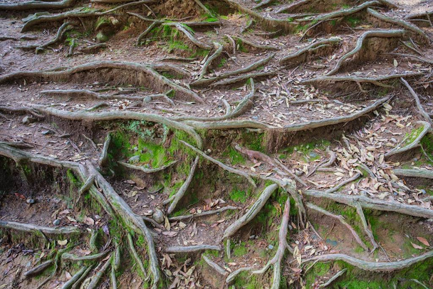 raízes de árvores e plantas de algas verdes
 - Foto, Imagem